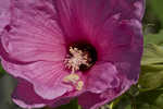 Rosemallow